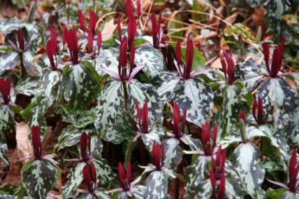 Spotted Trillium